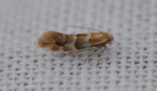 Réf. 344 349 : Phyllonorycter sp.